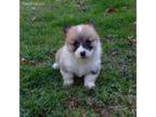 Pembroke Welsh Corgi Puppy for sale in Newcomerstown, OH, USA