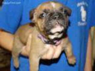 French Bulldog Puppy for sale in Danville, IL, USA