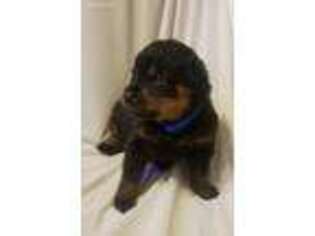 Rottweiler Puppy for sale in Pierce City, MO, USA