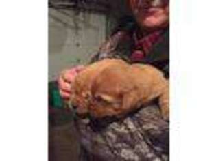 Labrador Retriever Puppy for sale in Hebron, IN, USA