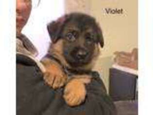 German Shepherd Dog Puppy for sale in Holland, MA, USA