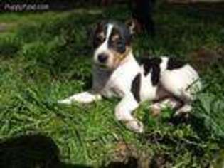 Rat Terrier Puppy for sale in Springfield, OR, USA