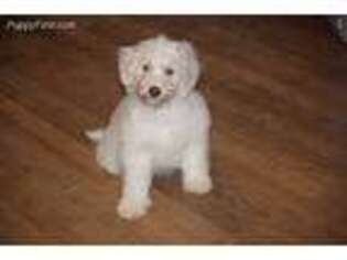 Goldendoodle Puppy for sale in Shade, OH, USA