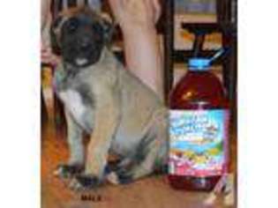 Mastiff Puppy for sale in CAMERON, NC, USA