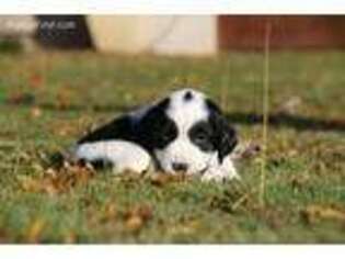 English Springer Spaniel Puppy for sale in Fresno, CA, USA