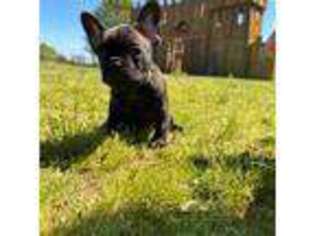 French Bulldog Puppy for sale in Searcy, AR, USA