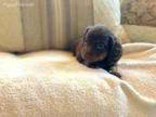 Dachshund Puppy for sale in Simpsonville, SC, USA