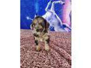 Mutt Puppy for sale in Camden, MI, USA