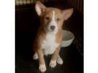 Basenji Puppy for sale in Parma, ID, USA