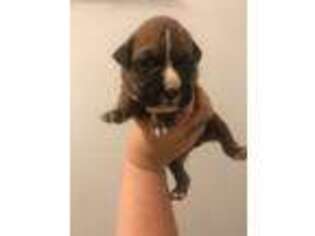 Boxer Puppy for sale in Granger, WA, USA