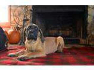 Mastiff Puppy for sale in Glasgow, KY, USA