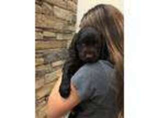 Boykin Spaniel Puppy for sale in Due West, SC, USA