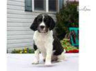 English Springer Spaniel Puppy for sale in Harrisburg, PA, USA