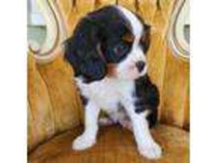 Cavalier King Charles Spaniel Puppy for sale in Longview, WA, USA