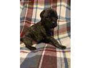 Mastiff Puppy for sale in Swanton, VT, USA