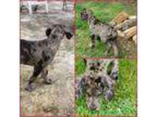 Great Dane Puppy for sale in Cedar Bluff, AL, USA