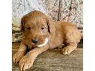 Goldendoodle Puppy for sale in Pine River, MN, USA