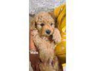 Goldendoodle Puppy for sale in Del Rio, TX, USA