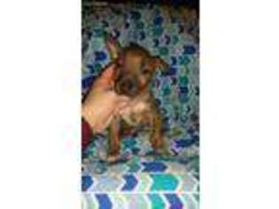 Bull Terrier Puppy for sale in Roanoke, AL, USA