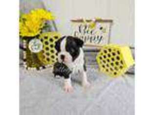 Boston Terrier Puppy for sale in Mulberry, AR, USA