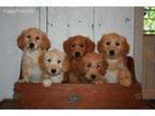 Goldendoodle Puppy for sale in Caledonia, IL, USA