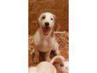 English Setter Puppy for sale in Harrisburg, PA, USA