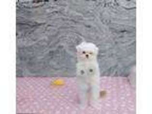 Maltese Puppy for sale in Chino Hills, CA, USA