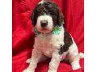 Labradoodle Puppy for sale in Ware Shoals, SC, USA