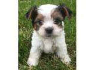 Biewer Terrier Puppy for sale in Lowell, IN, USA