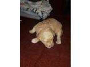 Labradoodle Puppy for sale in Felton, DE, USA