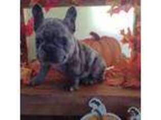 French Bulldog Puppy for sale in Knox, PA, USA