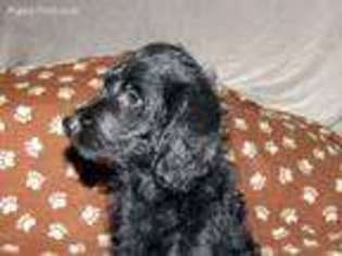 Labradoodle Puppy for sale in Snow Camp, NC, USA