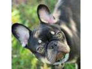 French Bulldog Puppy for sale in Oxford, NC, USA