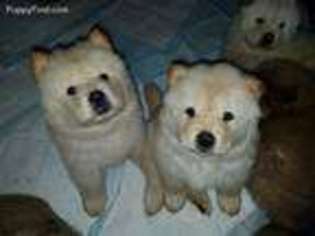Chow Chow Puppy for sale in Cleveland, OH, USA