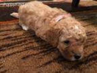 Goldendoodle Puppy for sale in Mooresville, NC, USA