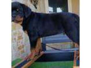 Rottweiler Puppy for sale in Bishop, TX, USA