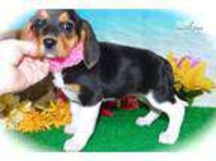 Beagle Puppy for sale in Chicago, IL, USA