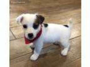 Jack Russell Terrier Puppy for sale in Henrietta, TX, USA