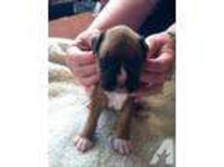 Boxer Puppy for sale in GILMER, TX, USA