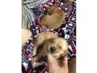 Golden Retriever Puppy for sale in Portage, IN, USA