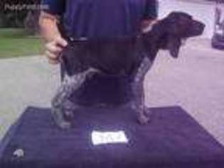 German Shorthaired Pointer Puppy for sale in Janesville, MN, USA