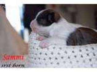 Mutt Puppy for sale in Espanola, NM, USA