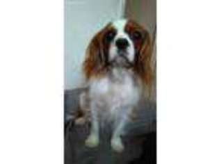 Cavalier King Charles Spaniel Puppy for sale in Ijamsville, MD, USA
