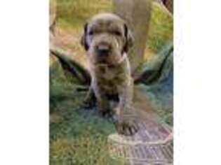 Great Dane Puppy for sale in Medford, WI, USA