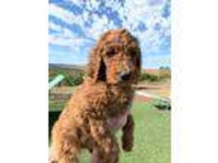 Mutt Puppy for sale in Valley Center, CA, USA