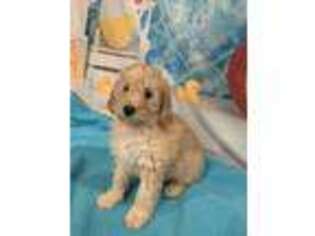 Goldendoodle Puppy for sale in Carthage, TN, USA