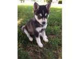 Alaskan Klee Kai Puppy for sale in Winchester, OH, USA