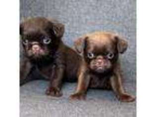 Brussels Griffon Puppy for sale in Easthampton, MA, USA
