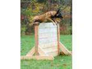Belgian Malinois Puppy for sale in Wallkill, NY, USA