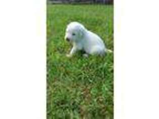 Labrador Retriever Puppy for sale in Midway, AR, USA
